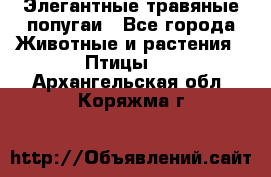 Элегантные травяные попугаи - Все города Животные и растения » Птицы   . Архангельская обл.,Коряжма г.